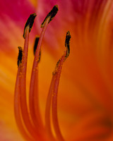 Abstracts
