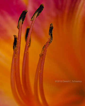 Abstract 1