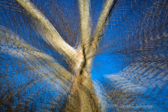 Sycamore Netting