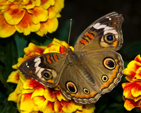 Common Buckeye