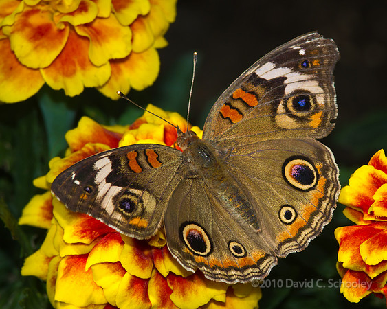 Common Buckeye