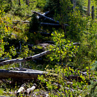 Fallen Aspens
