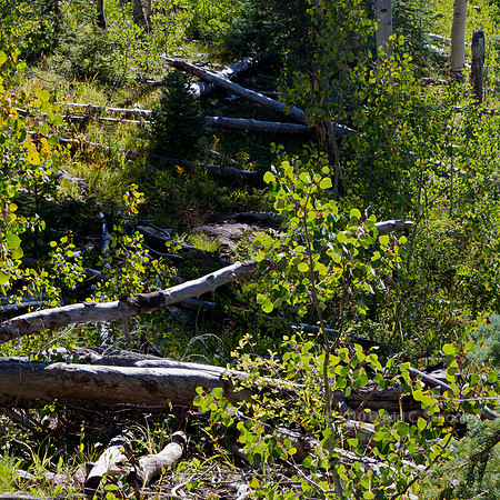 Fallen Aspens