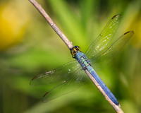 Eastern Pondhawk 1