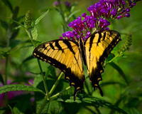 Tiger Swallowtail