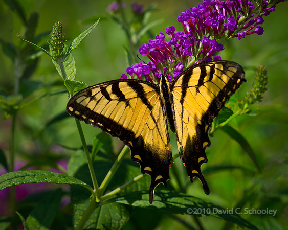 Tiger Swallowtail