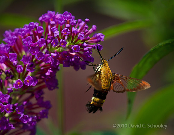 Hummingbird Moth