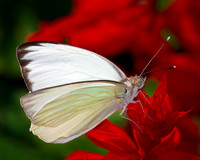 Great Southern White