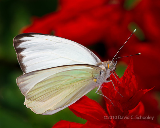 Great Southern White
