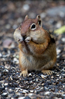 Ouray Chipmunks