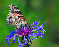 Painted Lady