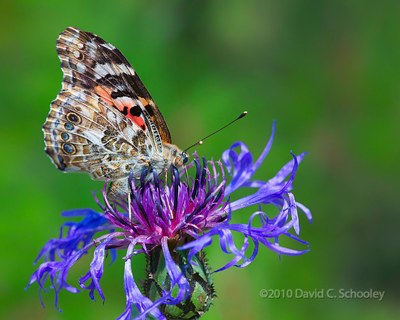 Painted Lady