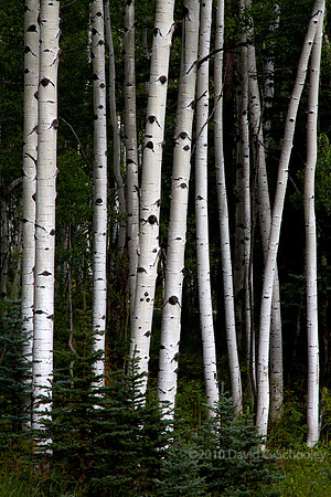 Aspens