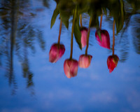 Plants 1