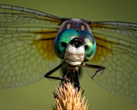 Dragonflies and Damselflies