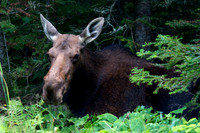 Bullwinkle's Mom