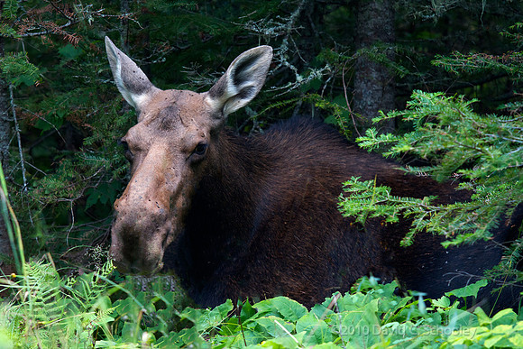Bullwinkle's Mom