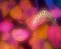 Cantigny Color