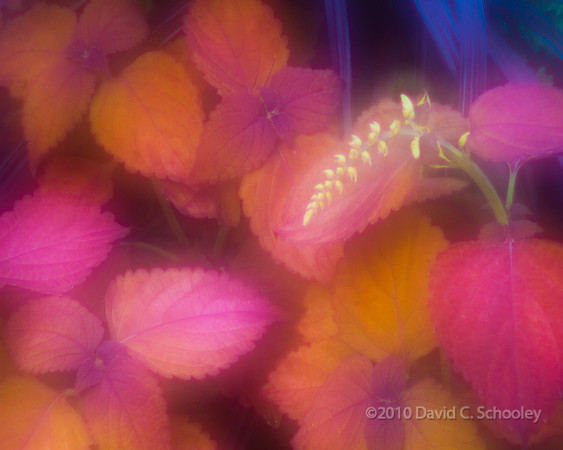 Cantigny Color