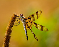 Halloween Pennant 1