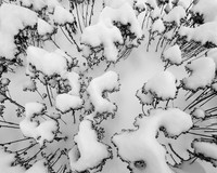 Snow on Snow