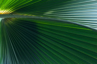 Palm 1