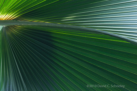 Palm 1