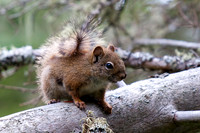 Red Squirrel