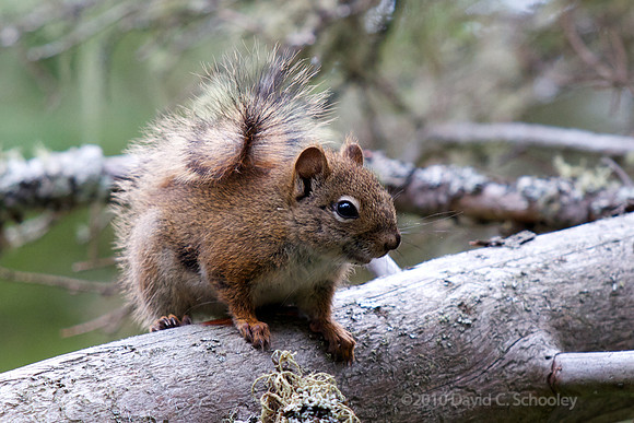Red Squirrel